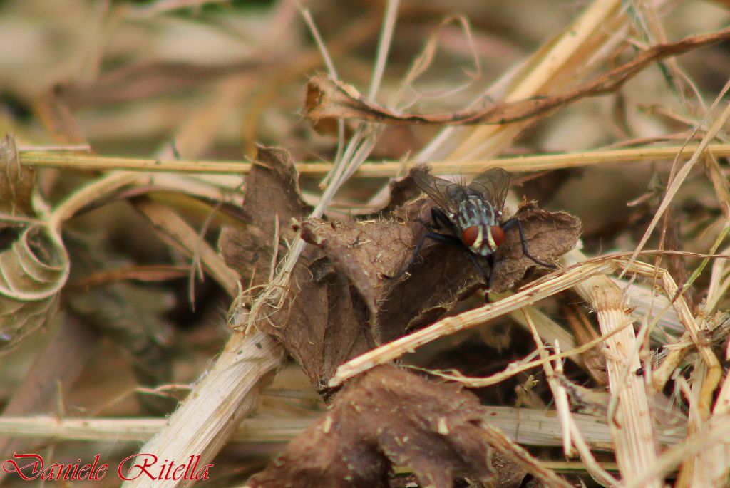 Altra richiesta identificazione mosca!!!